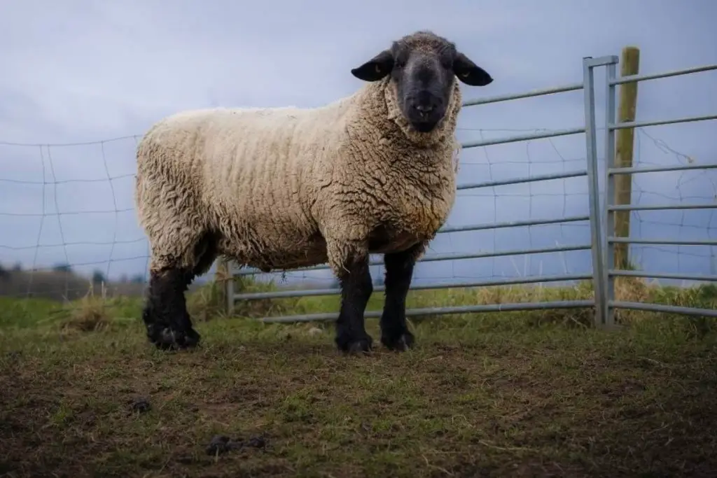 Large Suffolk sheep