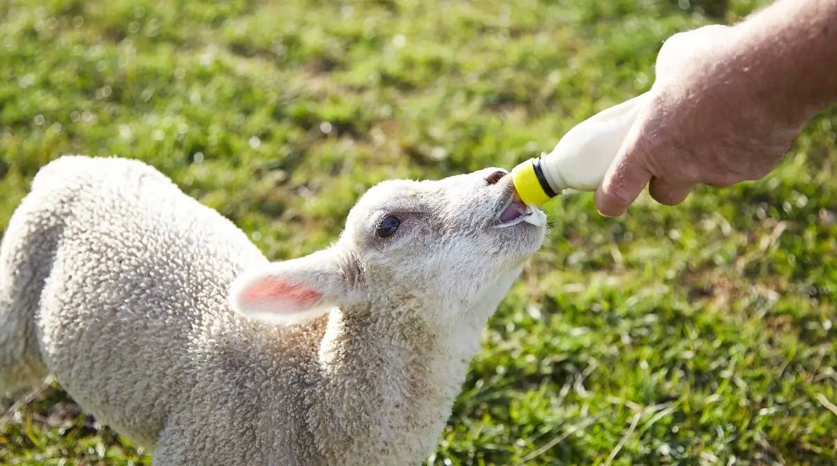 White lamb drinking milk from a bottle