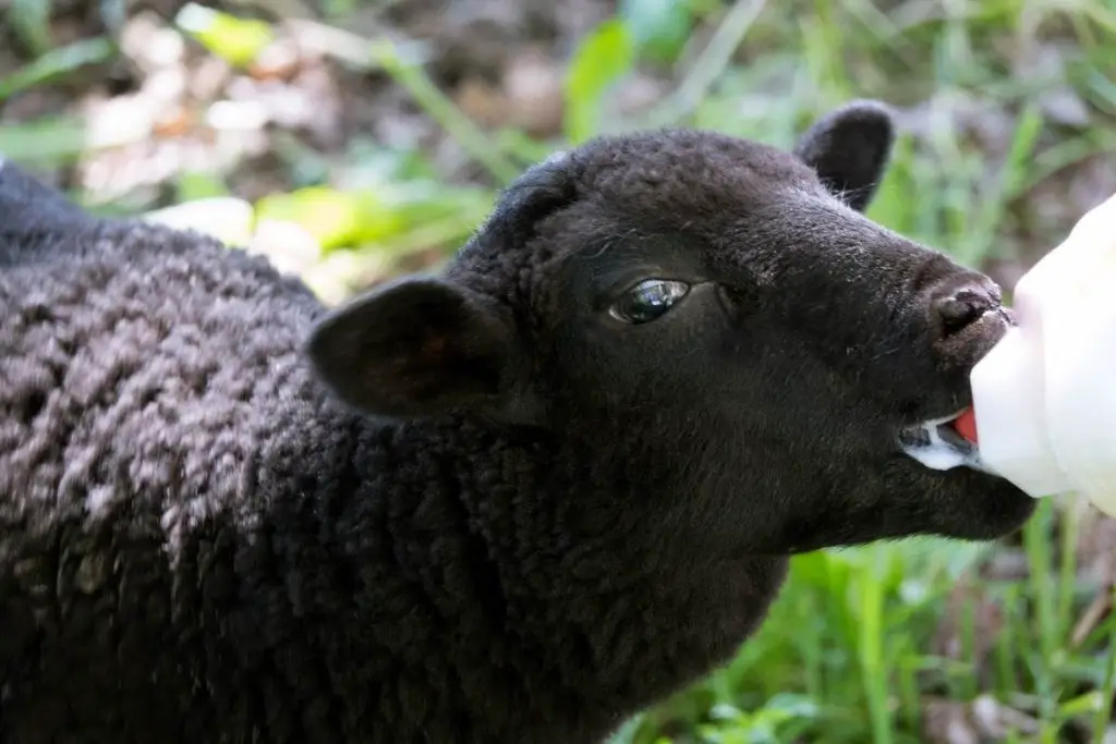 Black lamb bottle feeding