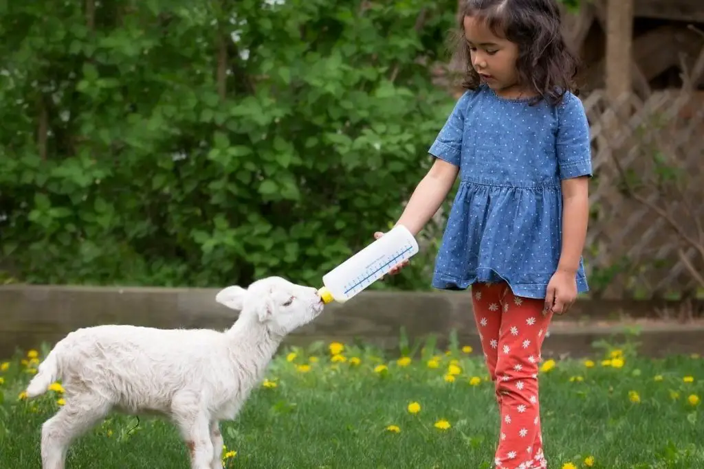 Young girl feeding milk to a lamb with a bottle