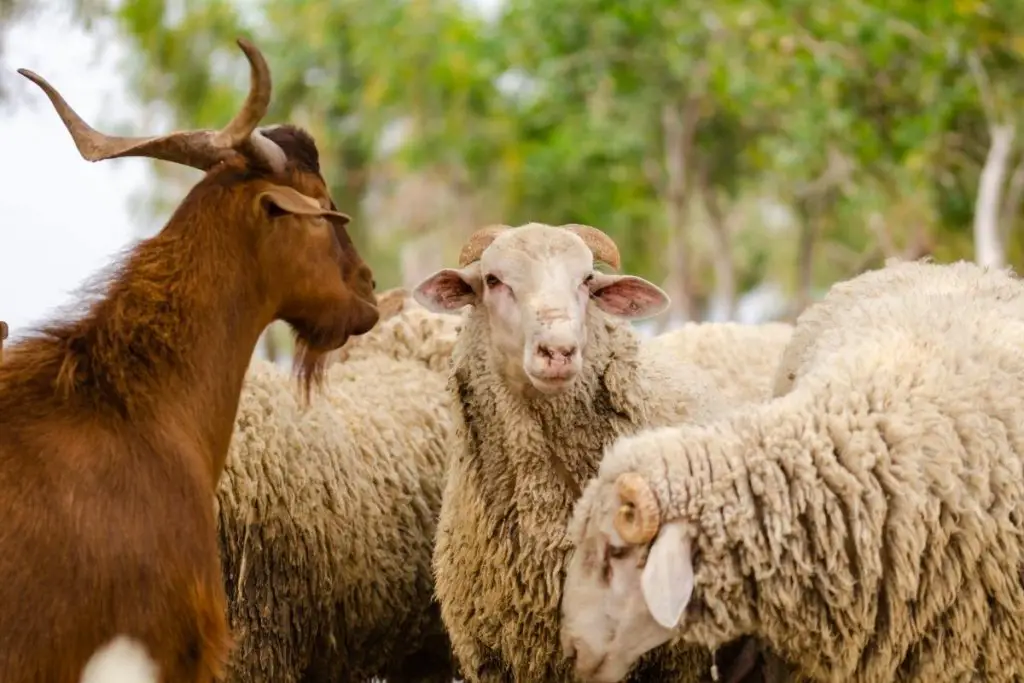 A goat standing next to a flock of sheep