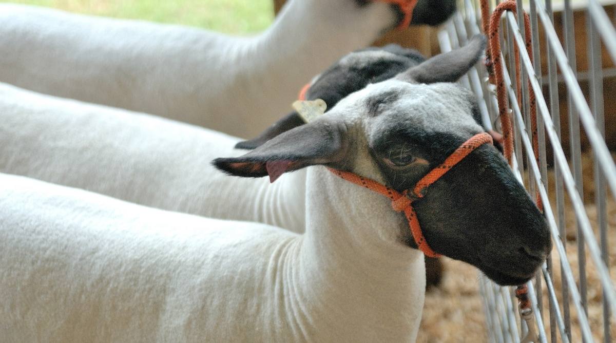 Clean sheep tied up
