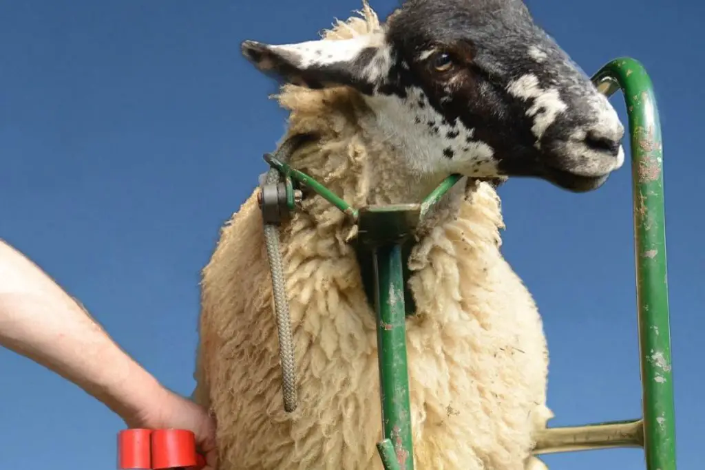 Sheep being secured for cleaning