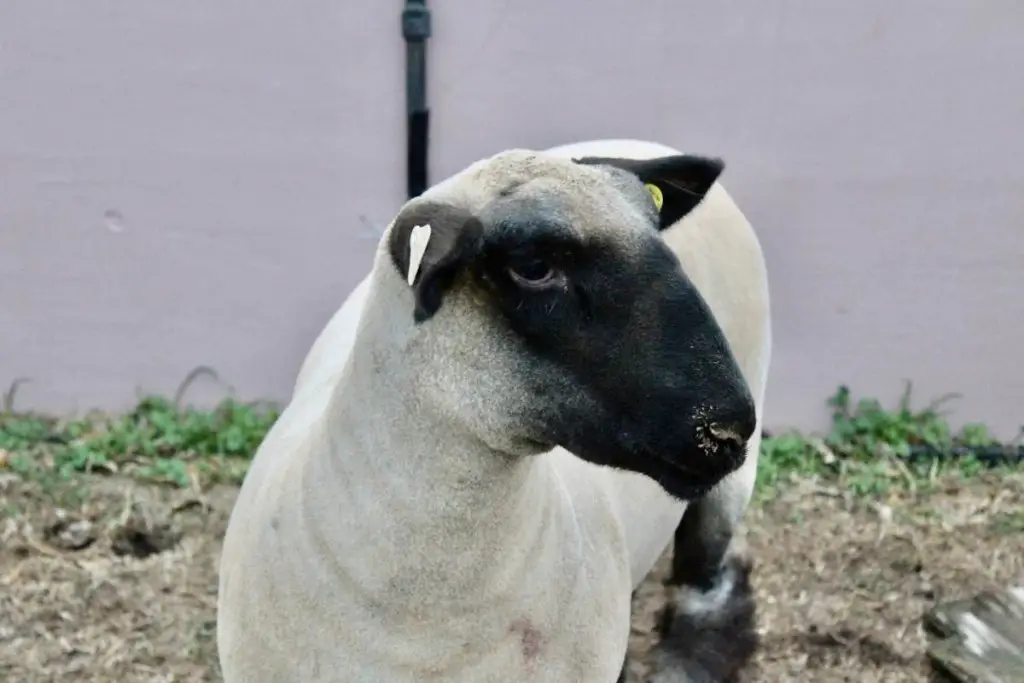 A clean sheep prepared for showing