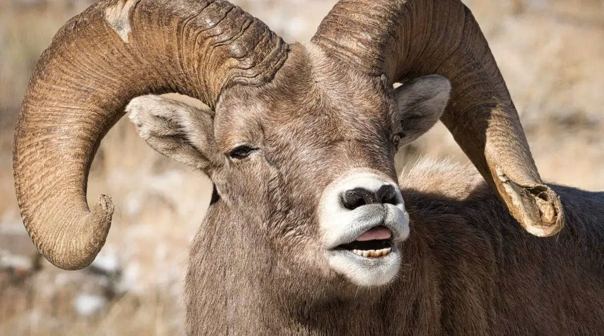 Bighorn sheep opening its mouth and displaying its dental pad instead of top teeth
