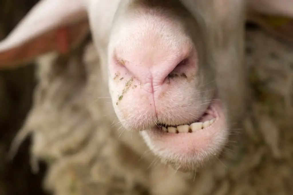 Close up of sheep mouth chewing cud with lower teeth visible