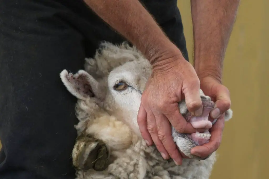 Close up of a sheep dental pad showing no top teeth