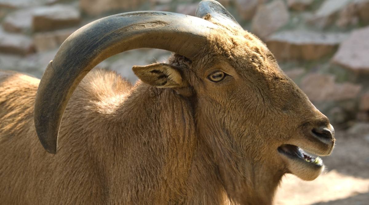 A brown wild sheep with curved horns