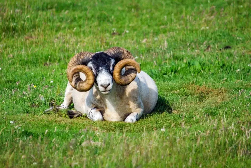 A sheep with spiral horns laying in the grass