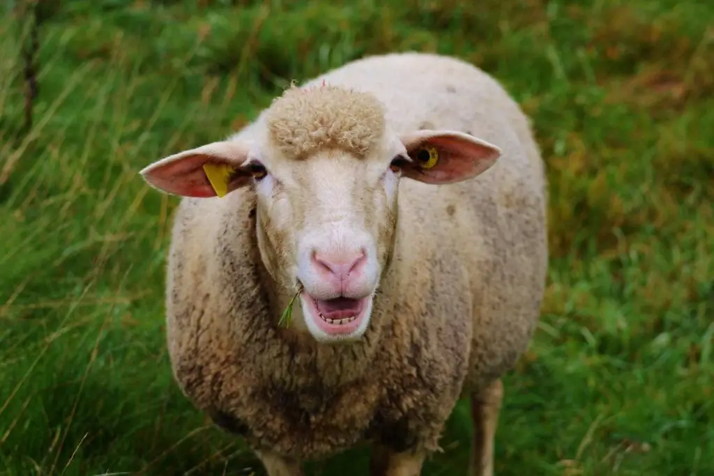 A polled sheep bleating