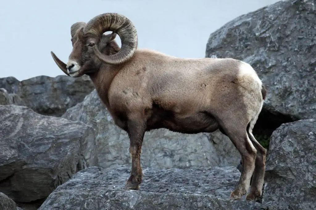 A bighorn sheep with large curved horns standing on a rock