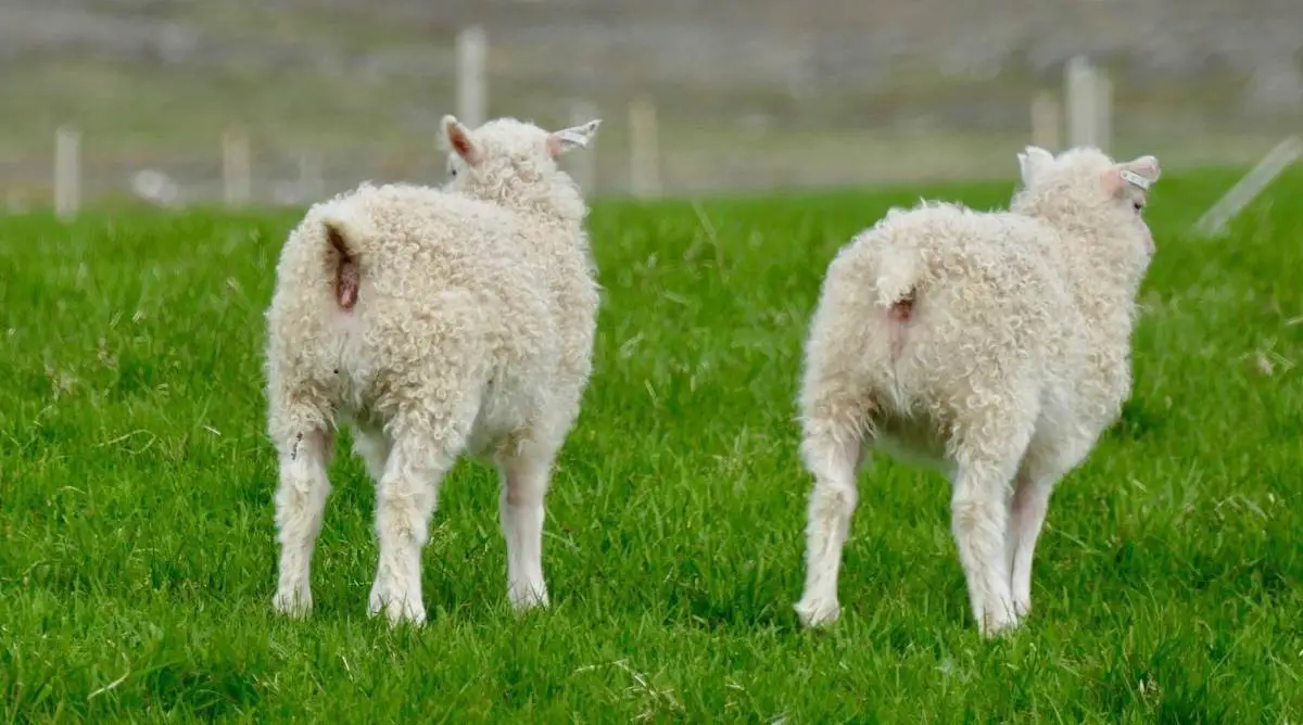 Two sheep with short tails in a green field