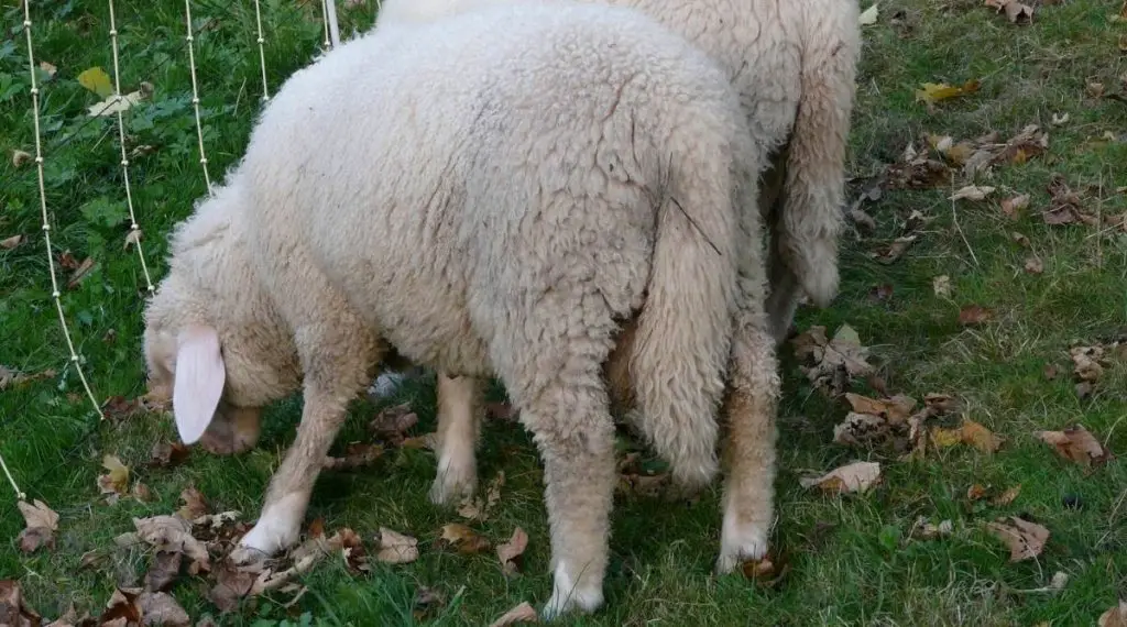 White sheep with a long tail