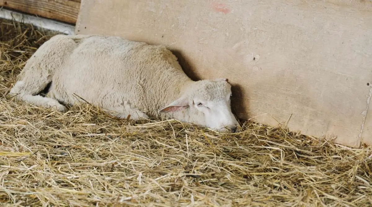 Sheep laying down in barn