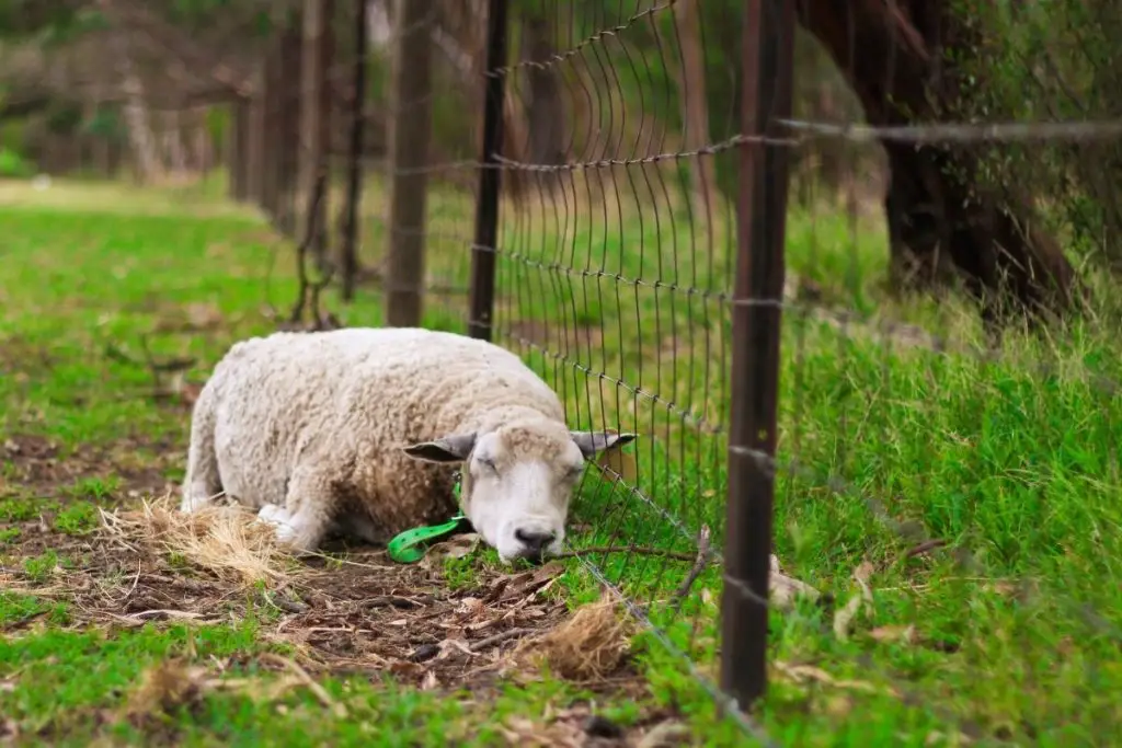 Sheep sleeping outside next to fence
