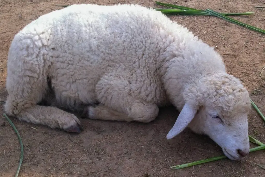 Sheep laying down not eating food