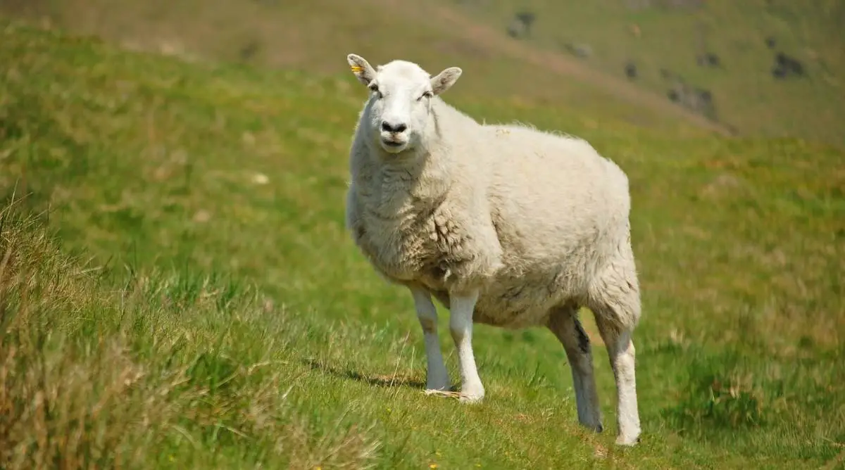Female sheep standing in a field