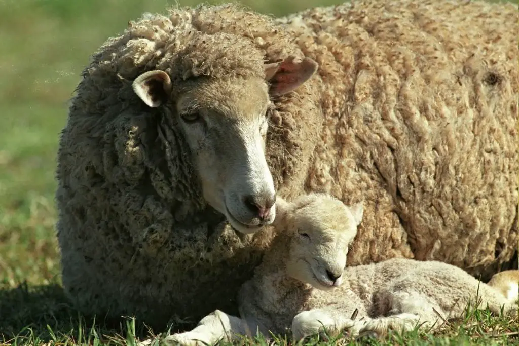 Female sheep with young ewe lamb