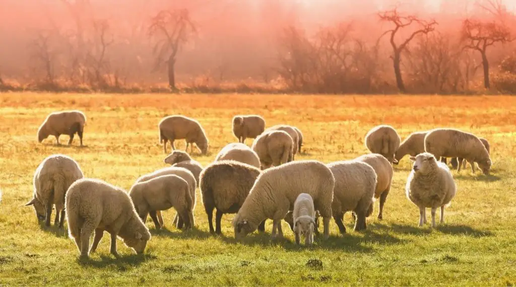 what-is-a-flock-of-sheep-called-sheepcaretaker