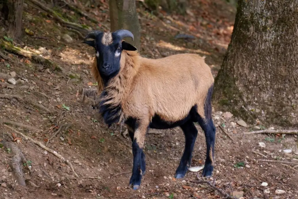 American Blackbelly hair sheep breed