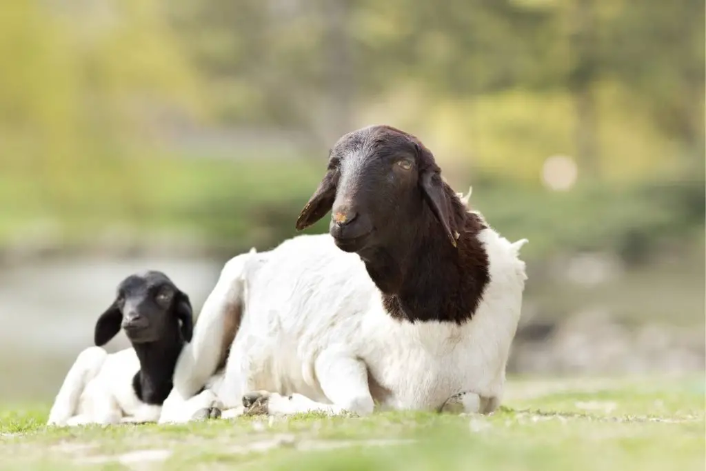 Blackhead Persian hair sheep breed