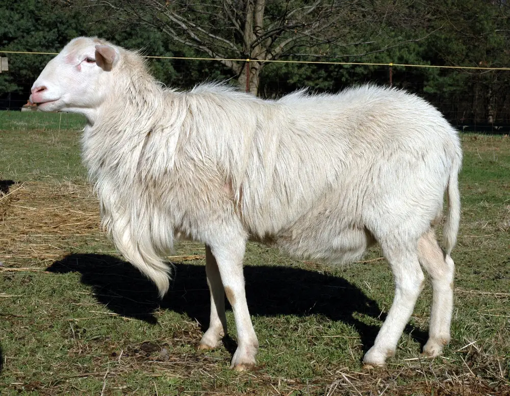 St Croix hair sheep breed grazing