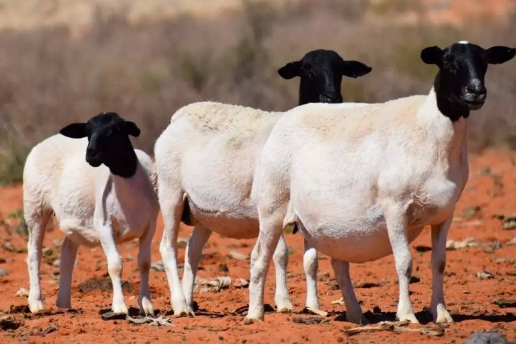 Dorper sheep flock standing on red clay