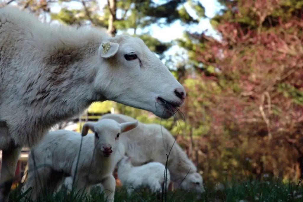 St Croix sheep eating