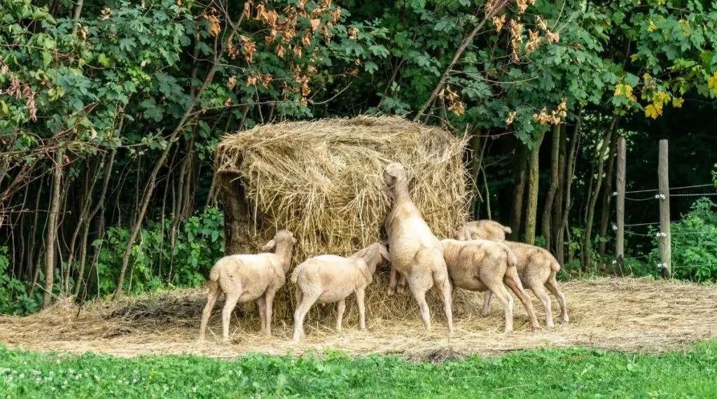 Hay For Sheep What