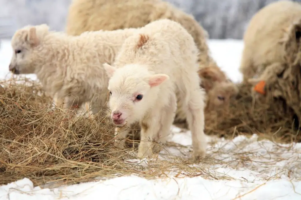 Lamb eating hay