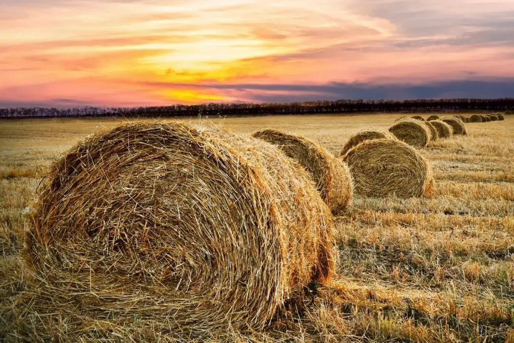 Hay rolled into bales