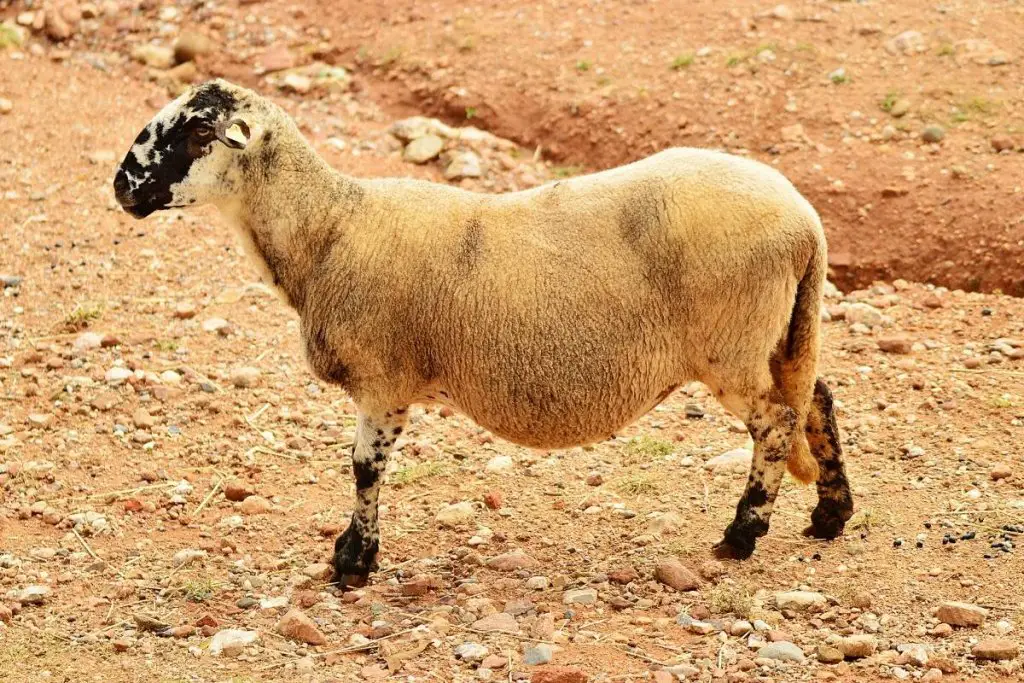 Pregnant sheep in the desert