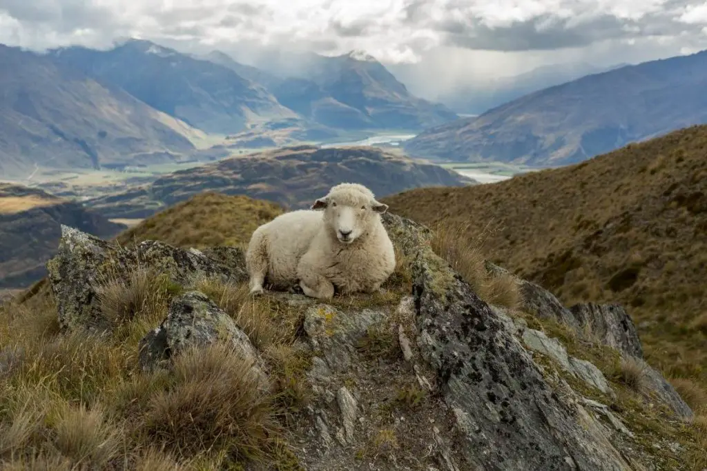 Sheep out in the wild