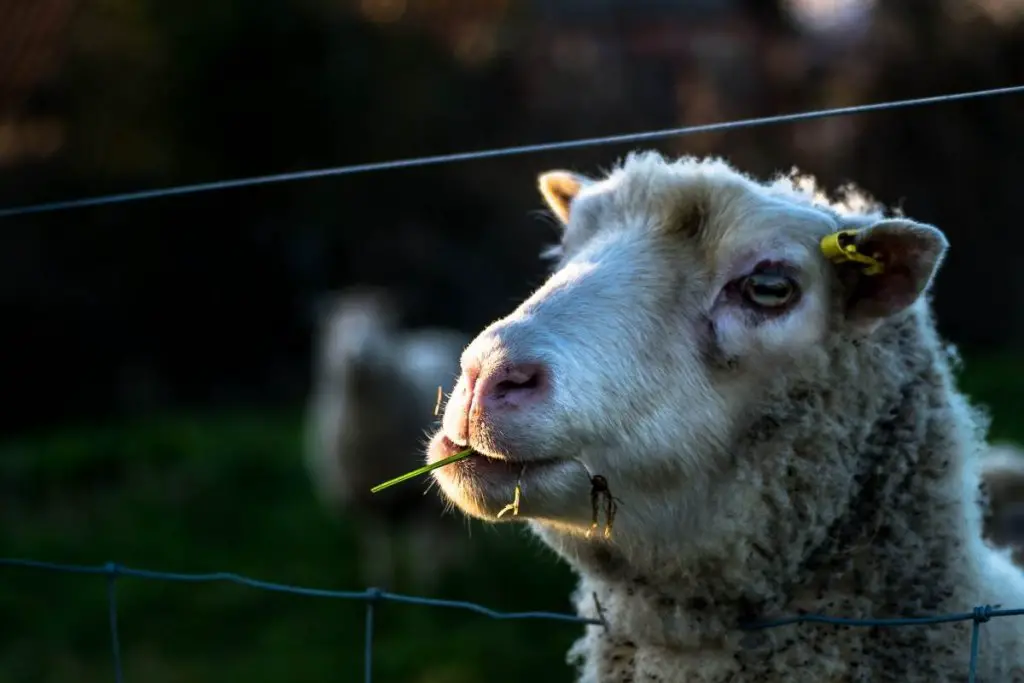 Sheep behind a fence chewing grass