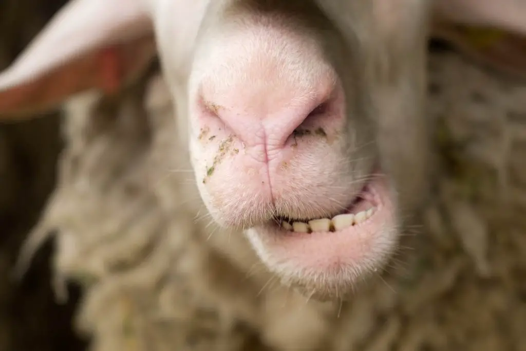 A close up of a sheep's teeth as it chews its cud