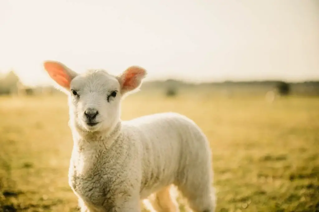 A young lamb standing in a grassy field