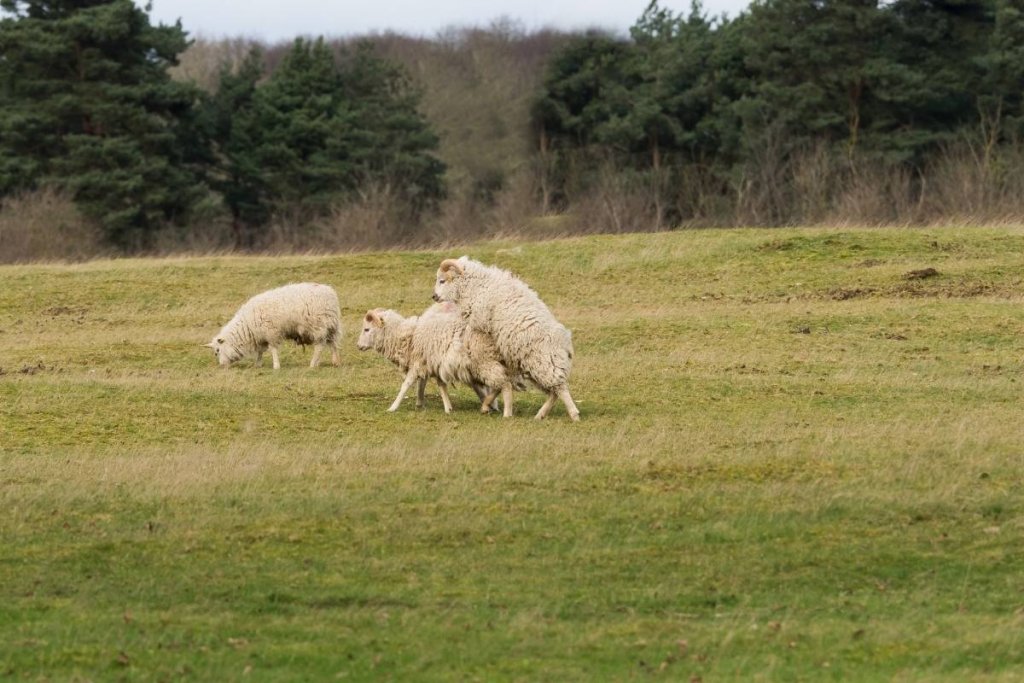 Ram breeding with a ewe in a field