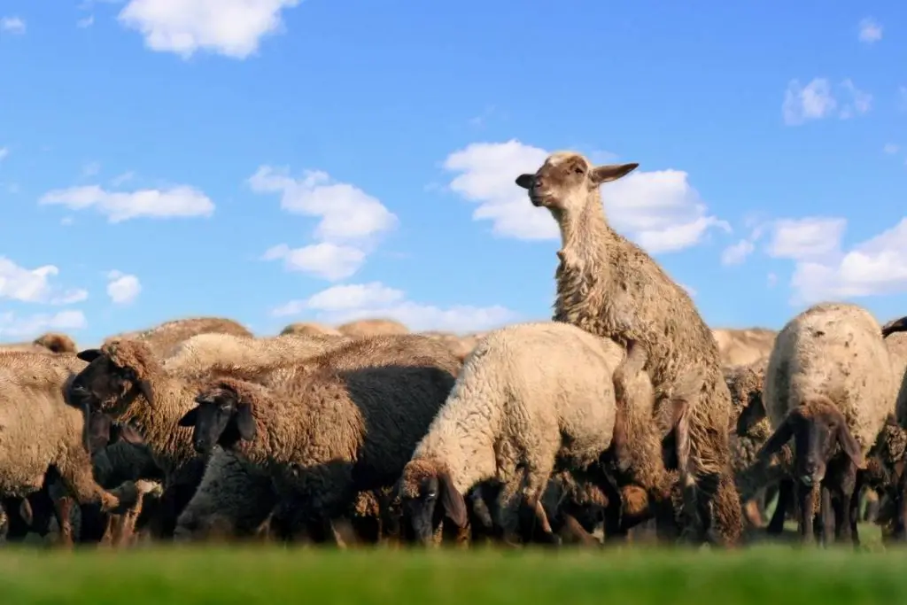 Ram mating with a flock of ewes