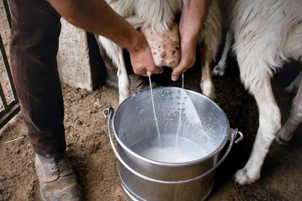 A farmer hand milking a sheep