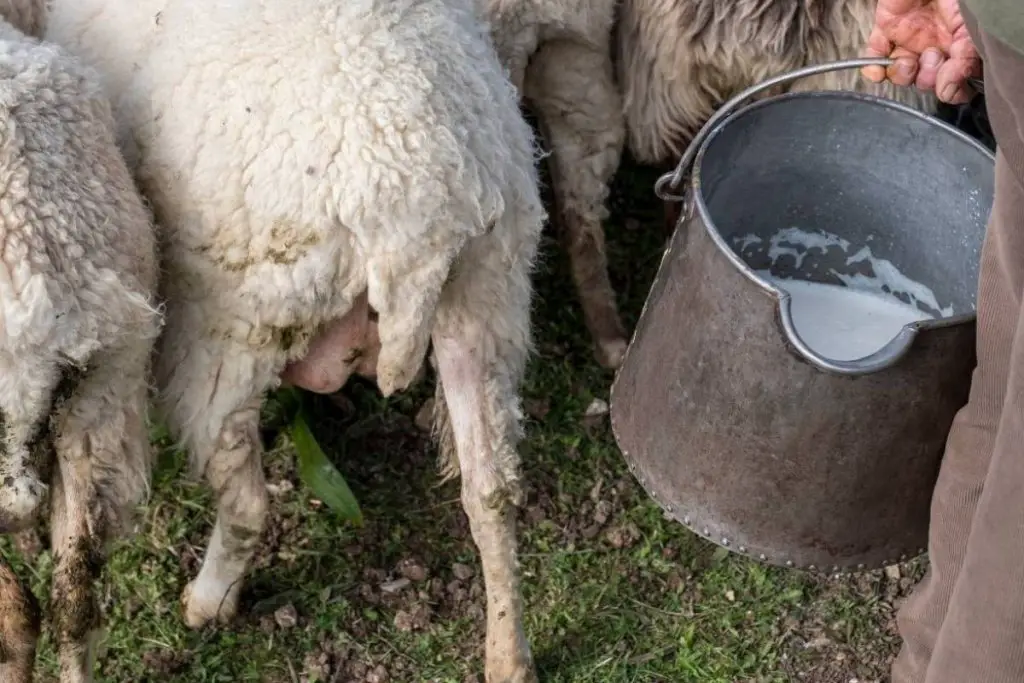 Farmer holding a milk pail standing next to sheep