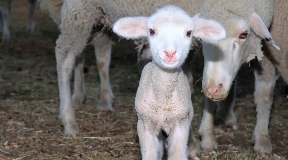 Newborn lamb and ewe