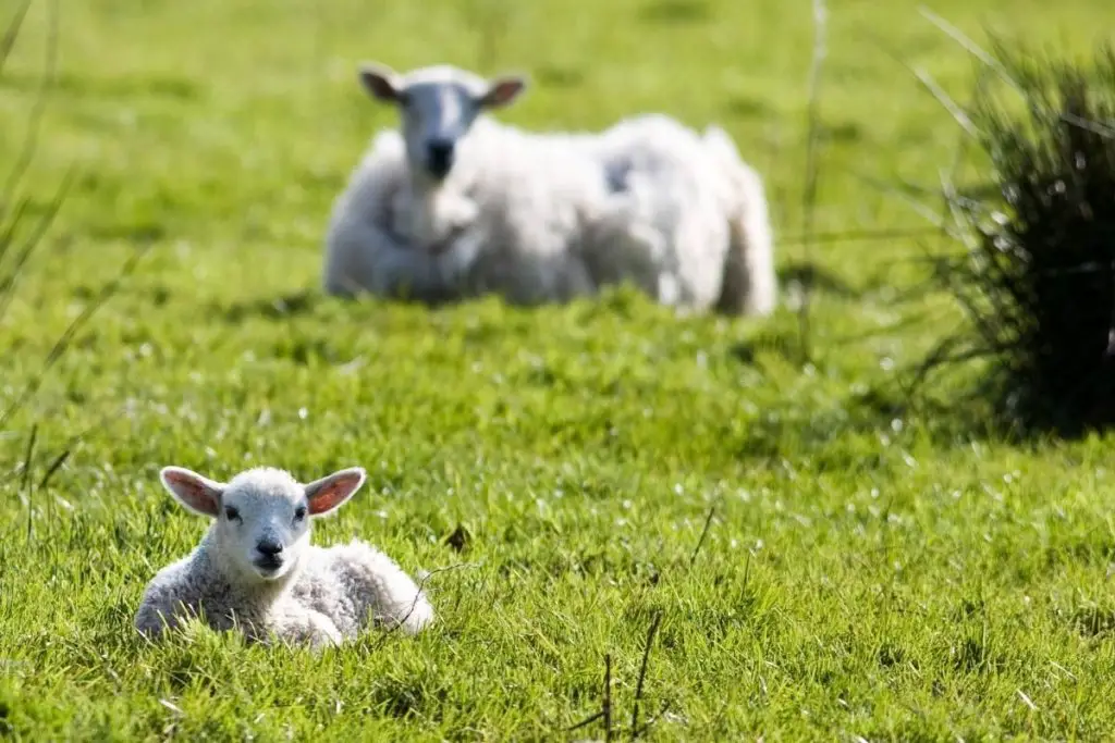Ewe watching her lamb