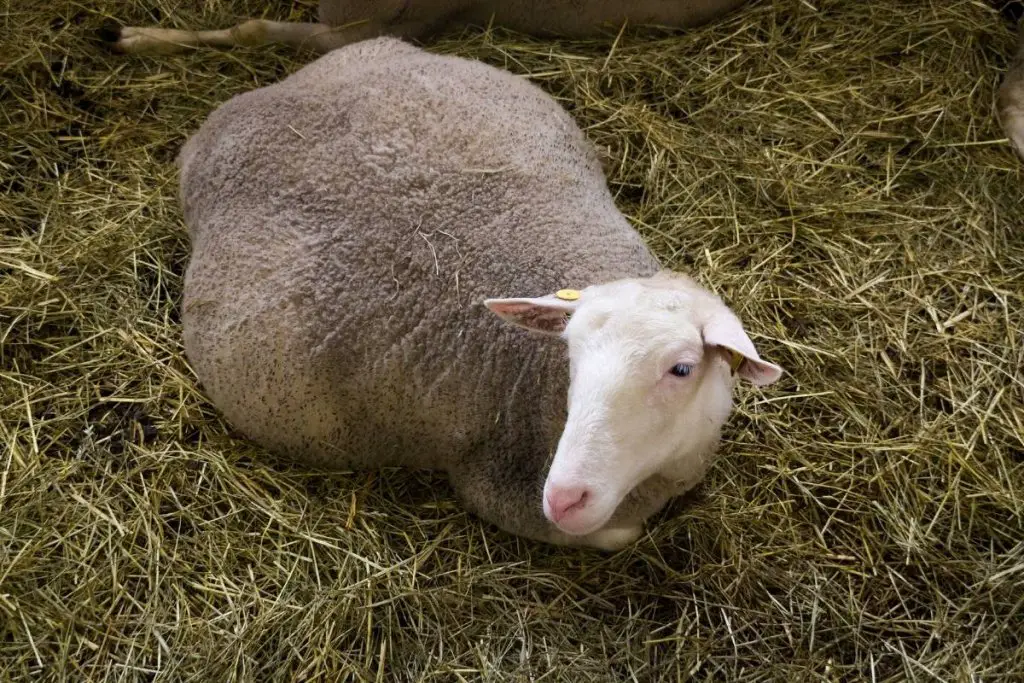 Pregnant ewe resting on straw