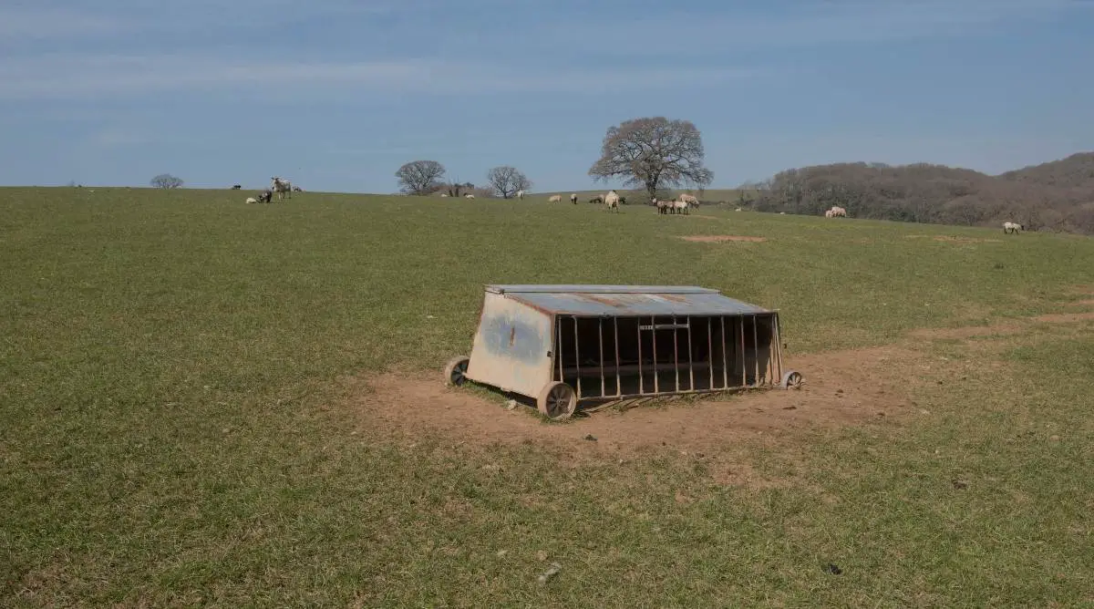 Lamb creep feeder in the middle of a field