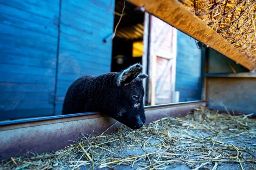 Lamb eating hay