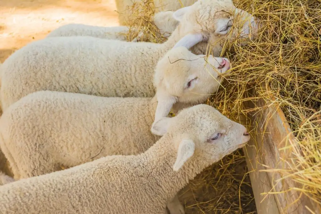 Lambs eating hay