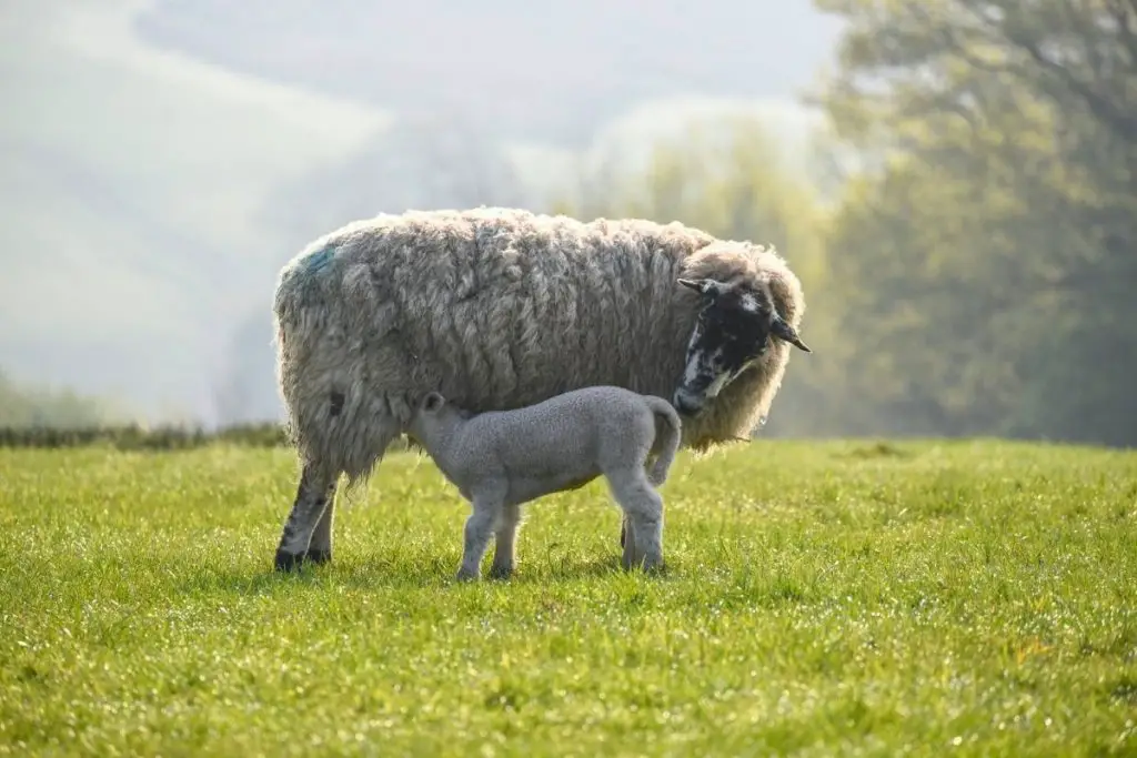 A lamb nursing from its mother in a field