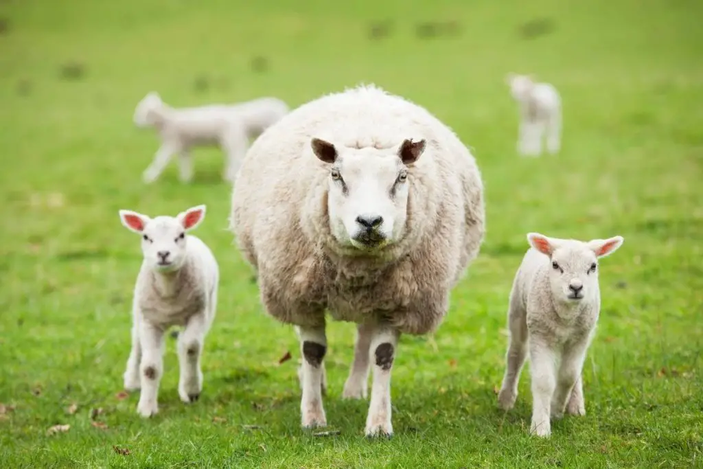 A ewe with two baby lambs