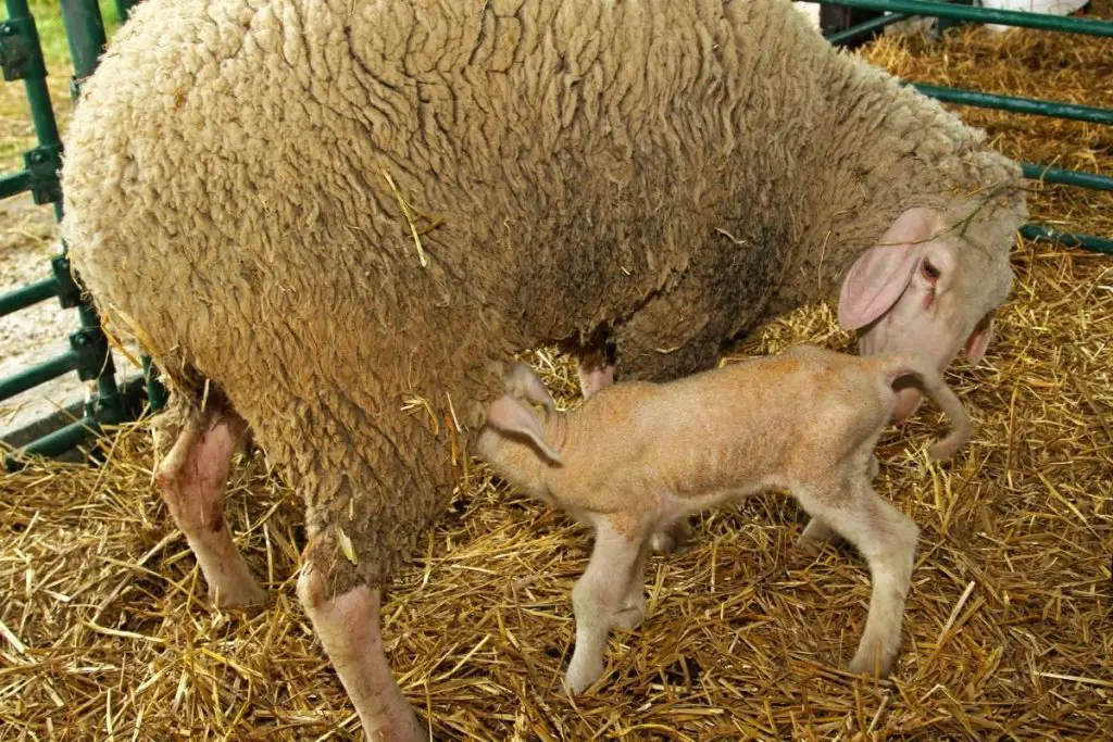 A newborn lamb suckling