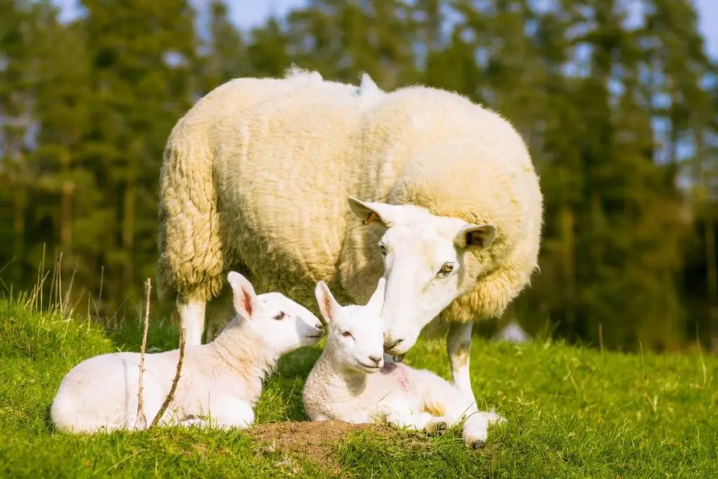 A ewe with two young lambs